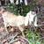 Nubian goat kids (males) 2 thumbnail