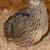 Jumbo Brown Coturnix Quail Chicks 2 thumbnail