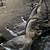 Three African Geese 1 thumbnail