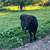 Belfair (Jersey x Dexter) heifer — your future family milk cow! 2 thumbnail
