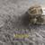 Russian  tortoise  hatchlings!  x 2 3 thumbnail