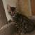 Bengal kitten for sale 2 thumbnail