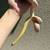 Opal Tessera Corn Snake 4 thumbnail