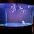 7 Fish for Adoption, w/90 Gallon Bow Front Fish Tank 10 thumbnail