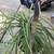 A large healthy and lovely ponytail palm plant 4 thumbnail