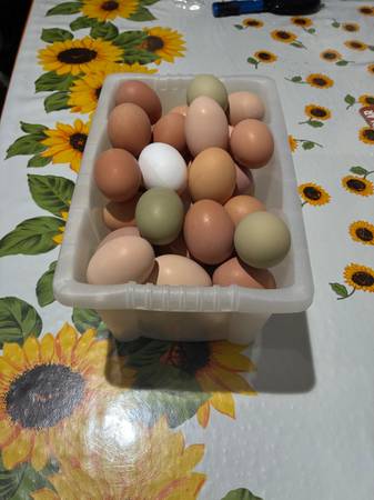 Eggs for sale 1