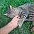 male older kitten 2 thumbnail