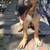 AKC German Shepherd 5 thumbnail
