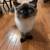 Himalayan cats 5 thumbnail