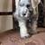 Miniature Schnauzers 1 thumbnail