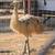 Blond Emu 1 thumbnail