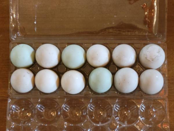 Cayuga Duck Eggs 1