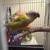 conure 3 thumbnail