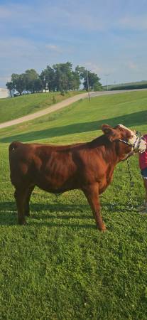 Feeder calf 1