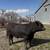 Simmental & SimAngus Bulls For Sale 5 thumbnail