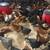 13 Week Old Pullets 2 thumbnail