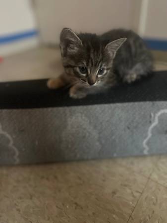 Rehoming kittens (Brighton)63912908211843121
