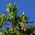 Arbutus marina Strawberry tree 1 thumbnail
