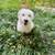Old English sheepdog 1 thumbnail