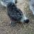 Silkie roosters for sale 2 thumbnail