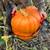 GIANT Pumpkins, organically grown beauties! + Winter Squash:) 14 thumbnail