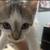 Female kitten to furever home 8 thumbnail