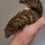 Leachianus 2 thumbnail