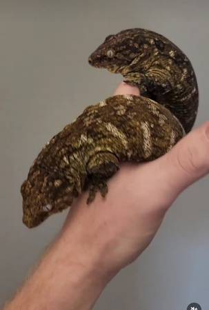 Leachianus (Gurnee)63736077911553121