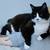 LOST!!! Black and White Tuxedo Cat 2 thumbnail