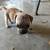 Pug/Dapple Chiweeni mix  OBO/OMO 5 thumbnail