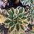 Succulents 2 thumbnail