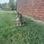 REHOMING BEAUTIFUL HUSKY/SHEPARD MIX 3 thumbnail