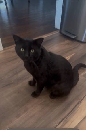 Lost black cat (Santa Barbara)551401444763904001