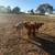 Calves & Cows 3 thumbnail