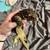 Leachie Gecko 6 thumbnail