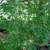 Potted Japanese Maple Trees 5 thumbnail
