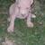 Pitbull xl rednose fawn puppies 10 thumbnail