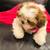 Shih tzu 2 thumbnail