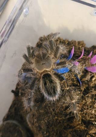 Tarantulas 1