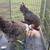 Welbar hens 3 thumbnail