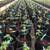 The Coco Depot / GroEzy Coco Coir products on sale! 2 thumbnail