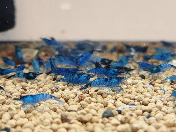 Blue Dream Shrimp 1