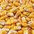 Feed Corn-Shelled Corn-Chicken Feed 1 thumbnail
