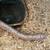 Juvenile Kenyan Sand Boa 6 thumbnail