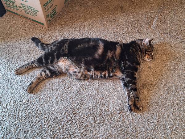 Polydactyl Cat (Everett)63911483284483122