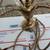 Hookah  Collectible Brass Hookah 2 thumbnail