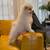 Teacup size Pom for Sale 5 thumbnail