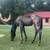 2025 Bay/Blue Roan Colt 1 thumbnail
