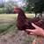 3 beautiful young rhode island roosters for sale ! 3 thumbnail