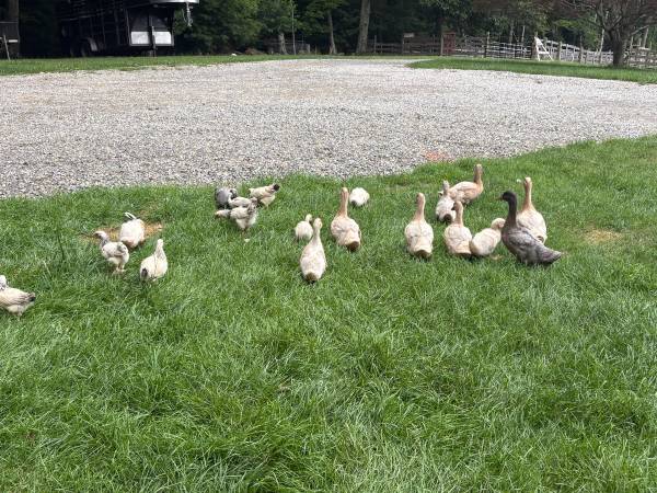 Ducks and chicks 1